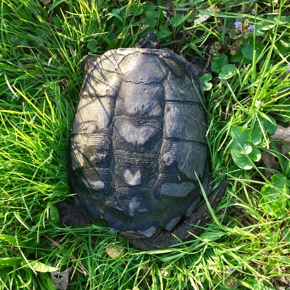 Meet your Posher, Kennedy - Picture 1 of 1